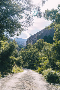 Road amidst trees against sky