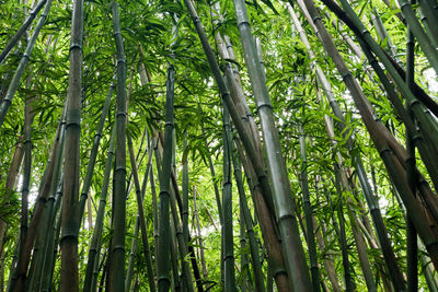 Low angle view of lush trees in the forest