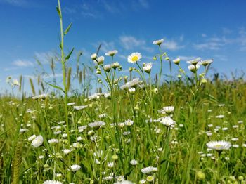 Close-up of flowering plants on field against sky