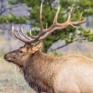 Close-up of deer on field