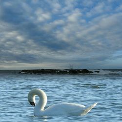 Swan floating on lake against sky