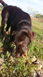 Close-up of a dog on field