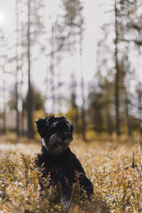 Portrait of dog on field in forest