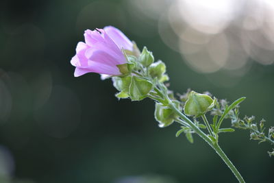 Close-up of flower blooming outdoors