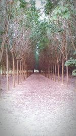 Road passing through trees