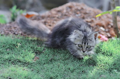 Cat resting on a field
