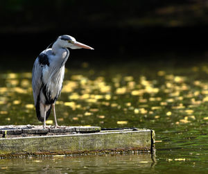High angle view of gray heron perching on wooden post