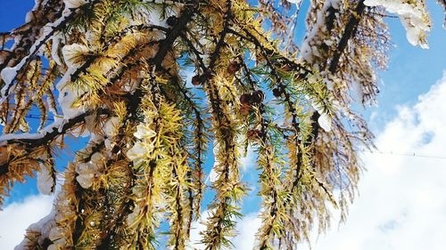 Low angle view of tree against blue sky