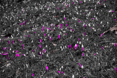 Close-up of crocus flowers