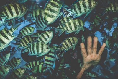 Man swimming amidst fish in sea