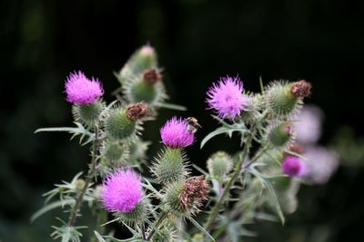 Close-up of pink flower