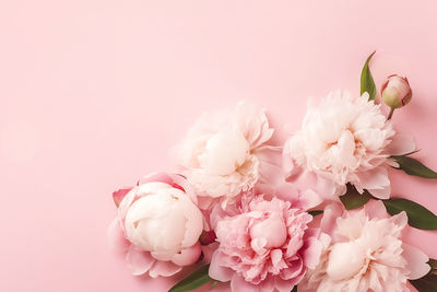 Close-up of white flowers against pink background