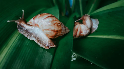 Close-up of snail on leaves