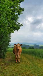 Horse standing in field