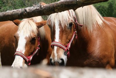 Close-up of horses