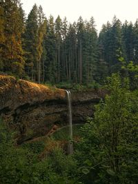 Trees growing in forest