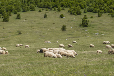 Flock of sheep grazing in field