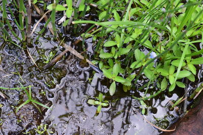High angle view of plants growing on field