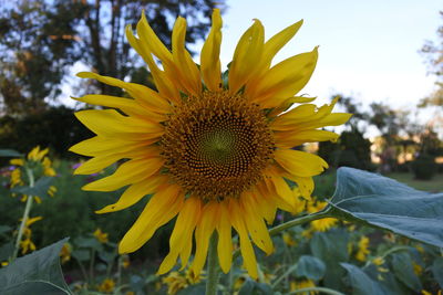 Close-up of yellow sunflower