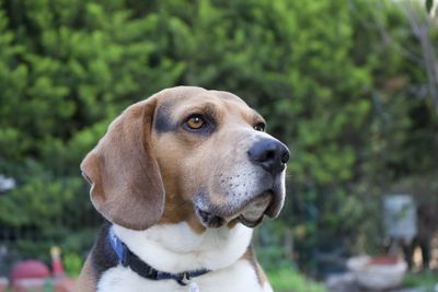 Close-up of dog