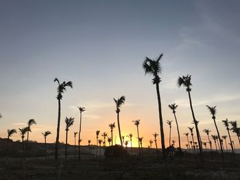 Silhouette palm trees on beach against sky at sunset