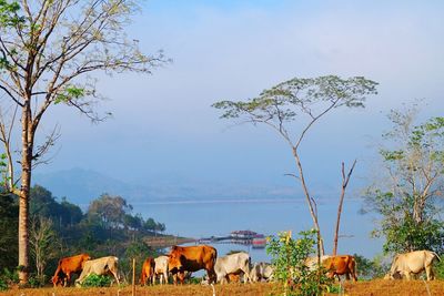 View of cows grazing on field