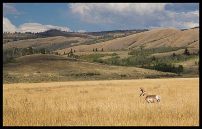 Sheep on field against sky