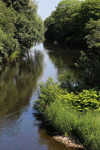 Scenic view of lake in forest against sky