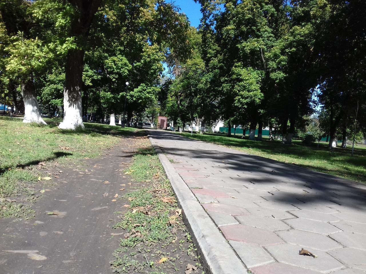 SURFACE LEVEL OF EMPTY FOOTPATH ALONG TREES IN PARK