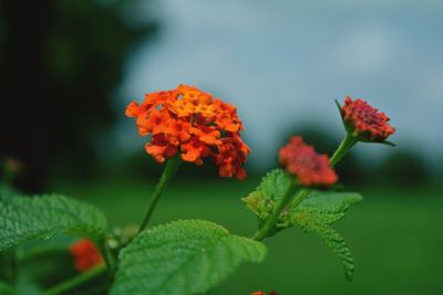 Close-up of orange flowering plant