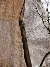 Close-up of tree