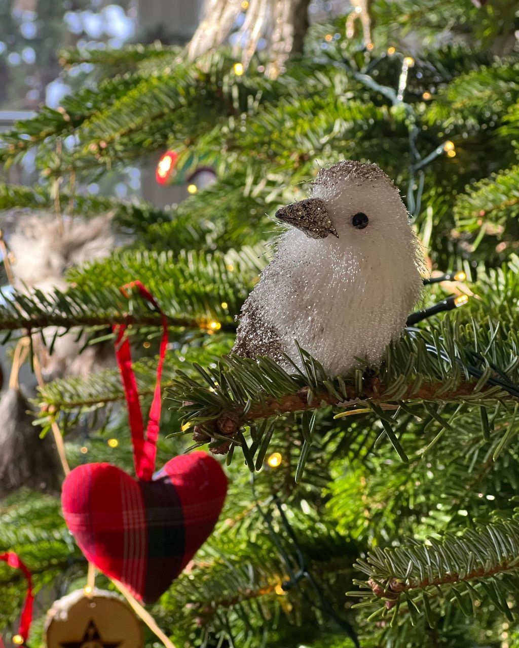 tree, holiday, celebration, branch, christmas, christmas tree, decoration, plant, christmas decoration, tradition, nature, animal, no people, christmas ornament, hanging, animal themes, close-up, coniferous tree, focus on foreground, outdoors, animal wildlife, green, bird, pinaceae, fir, pine tree, day, christmas lights