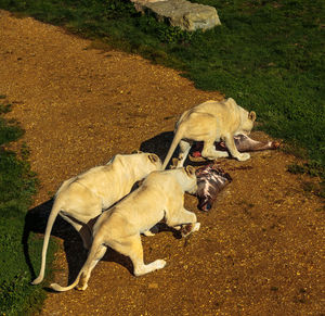 High angle view of white lioness feeding on meat at field