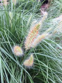 Close-up of cactus plant growing on field