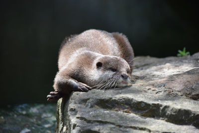 Sea otters in the sun
