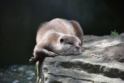 Close-up of an animal