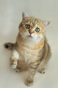 Close-up portrait of cat against white background