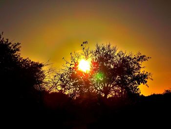 Sun shining through trees