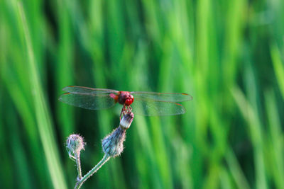 Close-up of dragonfly on plant