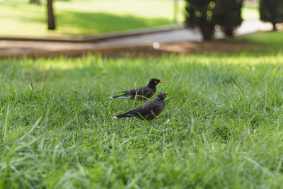 Bird on a field