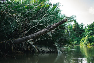 Scenic view of lake in forest against sky