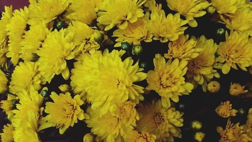 Close-up of yellow flower