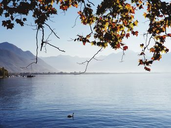 View of birds on lake against sky