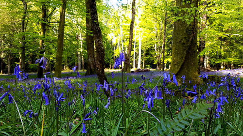 Purple flowers in forest
