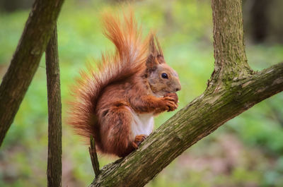 Squirrel on tree