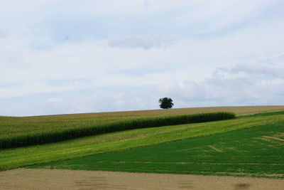 Scenic view of agricultural field against sky