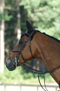 Side profile of a beautiful hunter horse at a show.