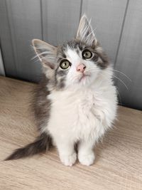 pet