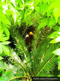 Close-up of bird perching on tree