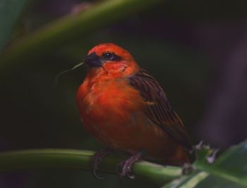 Close-up of bird perching on leaf